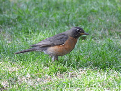 Turdus migratorius