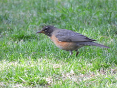 Turdus migratorius
