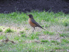 Turdus migratorius