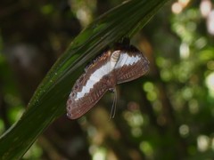 Nymphidium azanoides