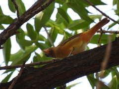 Piranga rubra