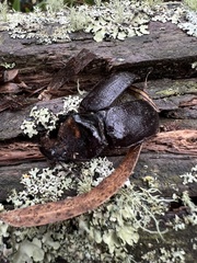 Heterogomphus schoenherri