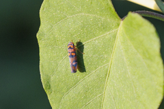 Erythrogonia jucunda