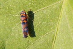 Erythrogonia jucunda