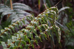Polystichum polyblepharum