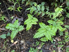 Adiantum latifolium