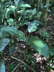 Dieffenbachia seguine