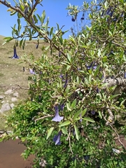 Eriolarynx australis