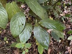 Piper glabrescens