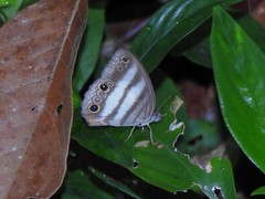 Pareuptychia hesionides
