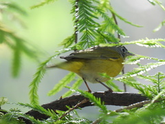 Leiothlypis ruficapilla