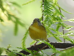 Leiothlypis ruficapilla