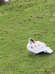 Cairina moschata domestica