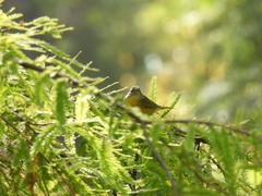 Leiothlypis ruficapilla