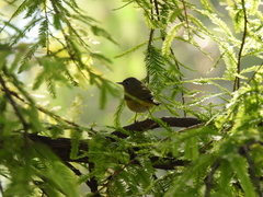 Leiothlypis ruficapilla