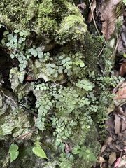 Asplenium dentatum