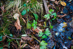 Ranunculus hispidus caricetorum