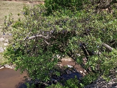 Eriolarynx australis