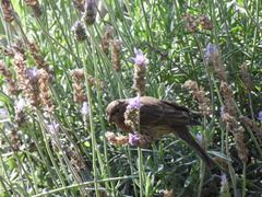 Haemorhous mexicanus