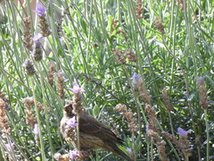 Haemorhous mexicanus