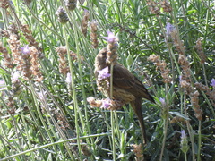 Haemorhous mexicanus