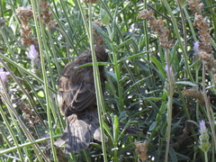 Haemorhous mexicanus