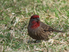 Haemorhous mexicanus