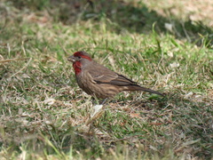 Haemorhous mexicanus