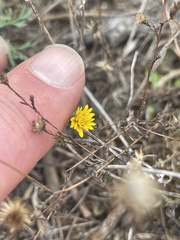 Lessingia pectinata pectinata