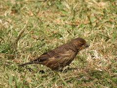 Haemorhous mexicanus