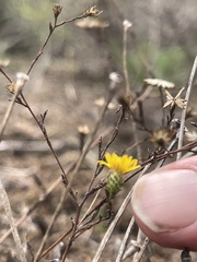 Lessingia pectinata pectinata