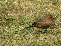 Haemorhous mexicanus