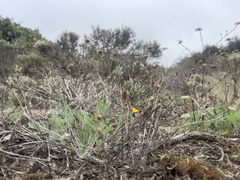 Lessingia pectinata pectinata