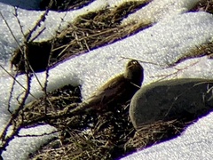 Leucosticte tephrocotis littoralis