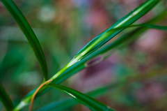 Scirpus polyphyllus