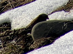 Leucosticte tephrocotis littoralis