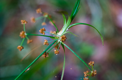 Scirpus polyphyllus