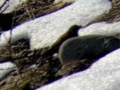 Leucosticte tephrocotis littoralis