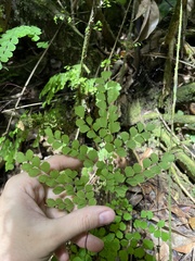 Adiantum fragile