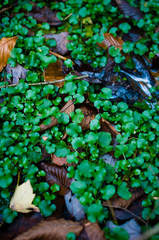 Cardamine rotundifolia