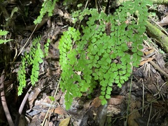 Adiantum fragile