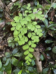 Adiantum fragile