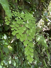 Adiantum tenerum