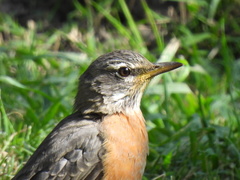 Turdus migratorius