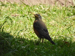 Turdus migratorius