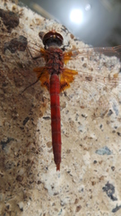 Urothemis thomasi