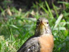 Turdus migratorius