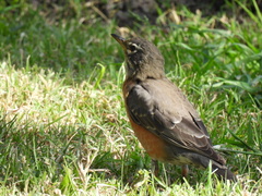 Turdus migratorius