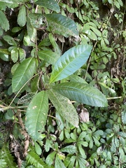 Gesneria pedunculosa