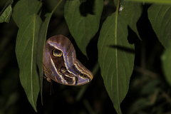 Eryphanis